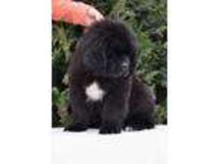 Newfoundland Puppy for sale in Sanborn, ND, USA