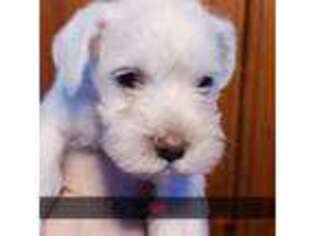 Mutt Puppy for sale in Ferndale, WA, USA