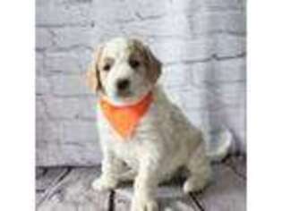 Goldendoodle Puppy for sale in Strasburg, CO, USA