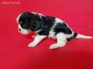 Cavalier King Charles Spaniel Puppy for sale in Joice, IA, USA