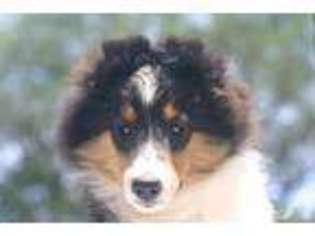Shetland Sheepdog Puppy for sale in BERCLAIR, TX, USA