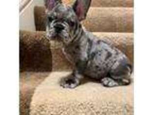 French Bulldog Puppy for sale in Lynnwood, WA, USA