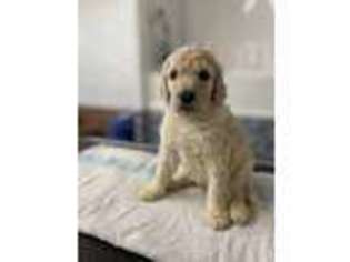 Goldendoodle Puppy for sale in Kings Mountain, NC, USA