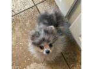Pomeranian Puppy for sale in Richmond, ME, USA
