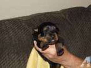 Rottweiler Puppy for sale in SALLISAW, OK, USA