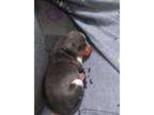 Basset Hound Puppy for sale in Welda, KS, USA