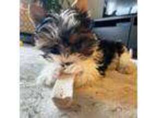Biewer Terrier Puppy for sale in Junction City, KS, USA