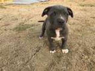 Staffordshire Bull Terrier Puppy for sale in Atlanta, GA, USA