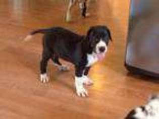 Great Dane Puppy for sale in MANCHESTER, NH, USA