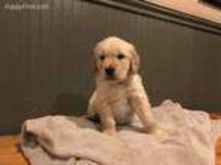 Golden Retriever Puppy for sale in Severn, MD, USA