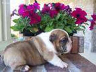 Bulldog Puppy for sale in Cabot, AR, USA