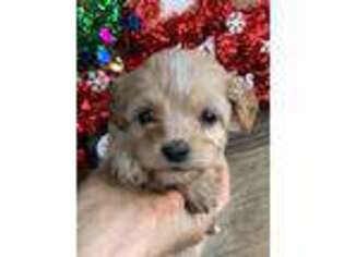 Cavapoo Puppy for sale in Lindsay, CA, USA