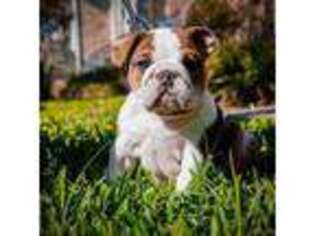 Bulldog Puppy for sale in Scott, LA, USA
