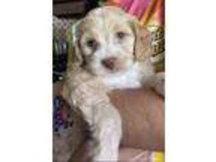 Cavapoo Puppy for sale in Pico Rivera, CA, USA