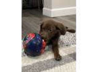 Labrador Retriever Puppy for sale in Clearwater, FL, USA