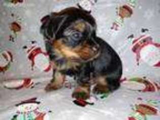 Yorkshire Terrier Puppy for sale in York, SC, USA