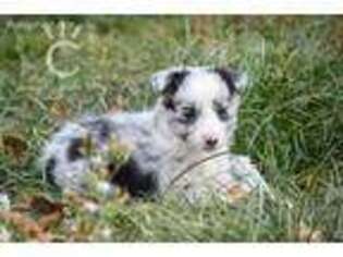 Border Collie Puppy for sale in Wolfe City, TX, USA