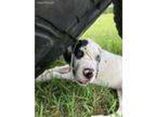 Great Dane Puppy for sale in Middleburg, FL, USA