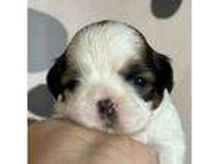 Mutt Puppy for sale in Farmington, NY, USA
