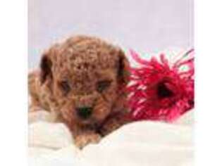 Cavapoo Puppy for sale in Plains, MT, USA