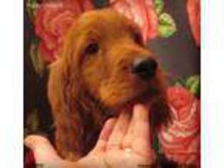 Irish Setter Puppy for sale in Reedsport, OR, USA