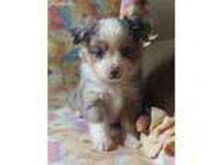 Miniature Australian Shepherd Puppy for sale in Lathrop, MO, USA