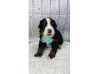 Bernese Mountain Dog Puppy for sale in Brandon, FL, USA