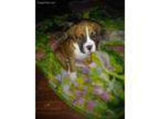 Boxer Puppy for sale in Elgin, MN, USA