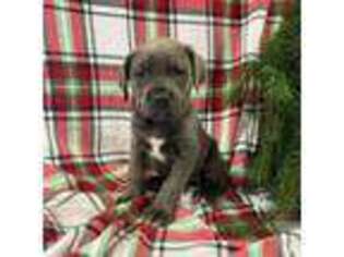 Cane Corso Puppy for sale in Jacksonville, FL, USA