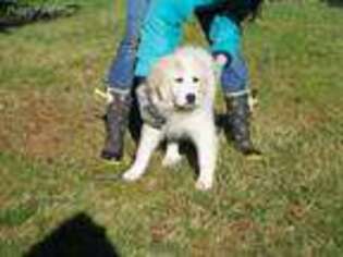 Great Pyrenees Puppy for sale in Olympia, WA, USA