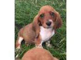 Basset Hound Puppy for sale in Romney, IN, USA