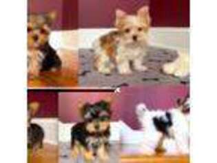Yorkshire Terrier Puppy for sale in Marietta, GA, USA
