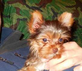 Yorkshire Terrier Puppy for sale in Branson, MO, USA