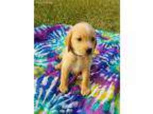 Labradoodle Puppy for sale in Onalaska, TX, USA