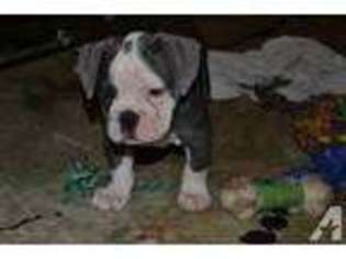Olde English Bulldogge Puppy for sale in SPRING GROVE, IL, USA