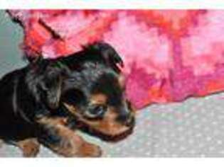 Yorkshire Terrier Puppy for sale in Interlochen, MI, USA