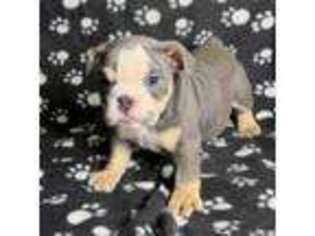 Bulldog Puppy for sale in Del Valle, TX, USA