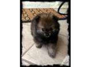 Pomeranian Puppy for sale in Ponte Vedra, FL, USA