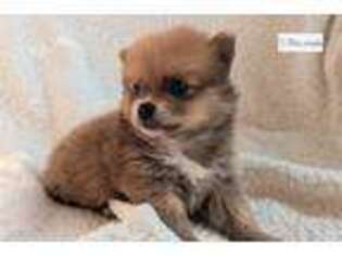 Pomeranian Puppy for sale in Kalamazoo, MI, USA