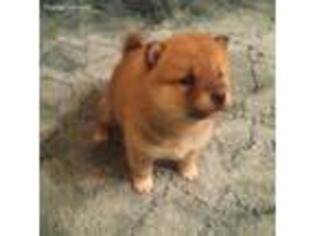 Shiba Inu Puppy for sale in Mayville, NY, USA