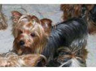 Yorkshire Terrier Puppy for sale in La Grande, OR, USA