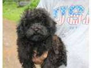 Mutt Puppy for sale in Wilkes Barre, PA, USA