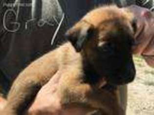 Belgian Malinois Puppy for sale in Oakdale, TN, USA