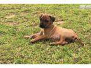Rhodesian Ridgeback Puppy for sale in Montgomery, AL, USA
