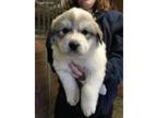 Great Pyrenees Puppy for sale in Tecumseh, KS, USA