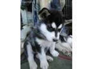 Alaskan Malamute Puppy for sale in Haltom City, TX, USA