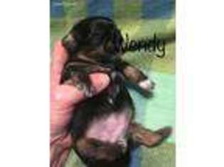 Mutt Puppy for sale in Spruce Pine, NC, USA