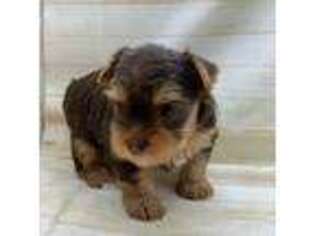 Yorkshire Terrier Puppy for sale in Mount Carmel, IL, USA
