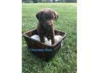 Labrador Retriever Puppy for sale in Russellville, KY, USA