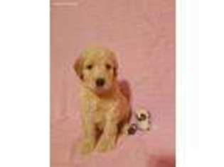 Goldendoodle Puppy for sale in Sylva, NC, USA